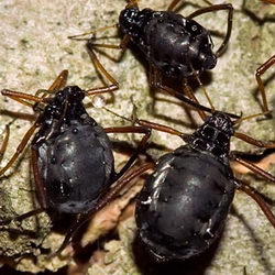 Cinara curvipes